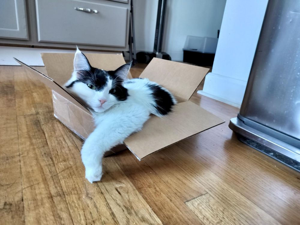 A white long hair cat with black spots lounges in a shallow cardboard box with one arm sticking out 