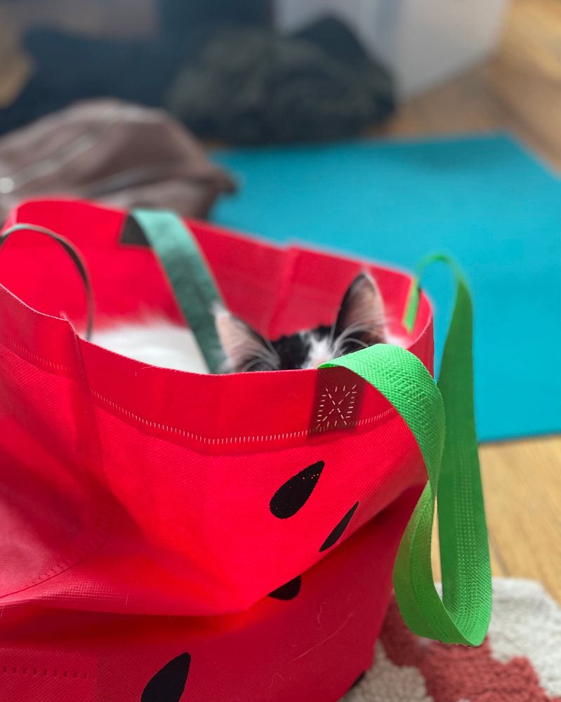A white longhaired cat with black mask and ears sitting inside a red, watermelon tote bag with green handles. Only her upper back, top of head and ears are visible, the rest of her body is hidden inside the bag. 