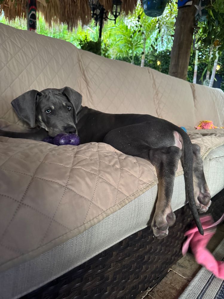 Great Dane puppy, silver coloring sitting backwards on a couch.