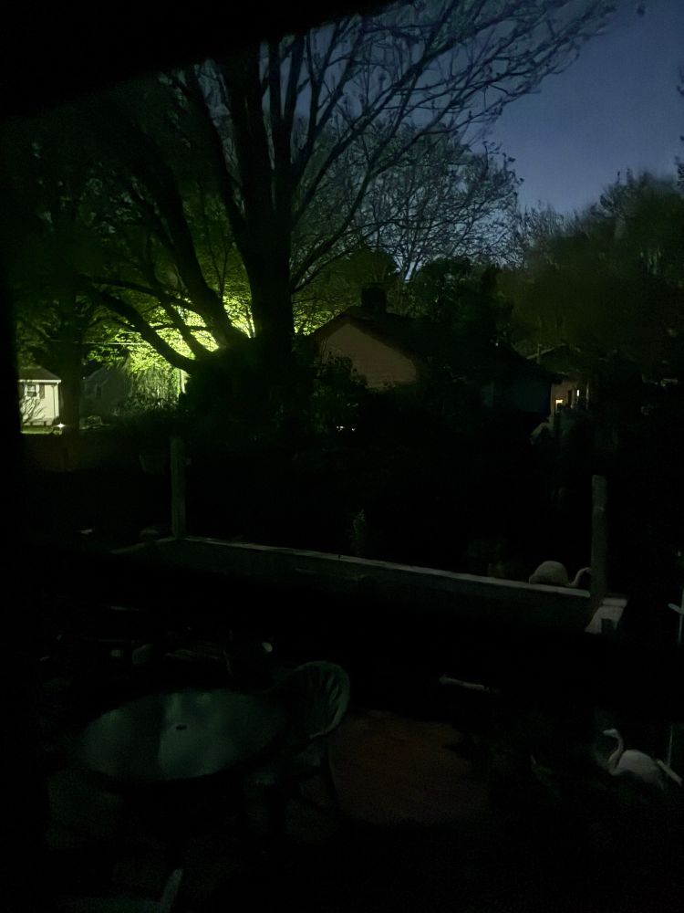 Twilight scene with trees, streetlight and flamingos.