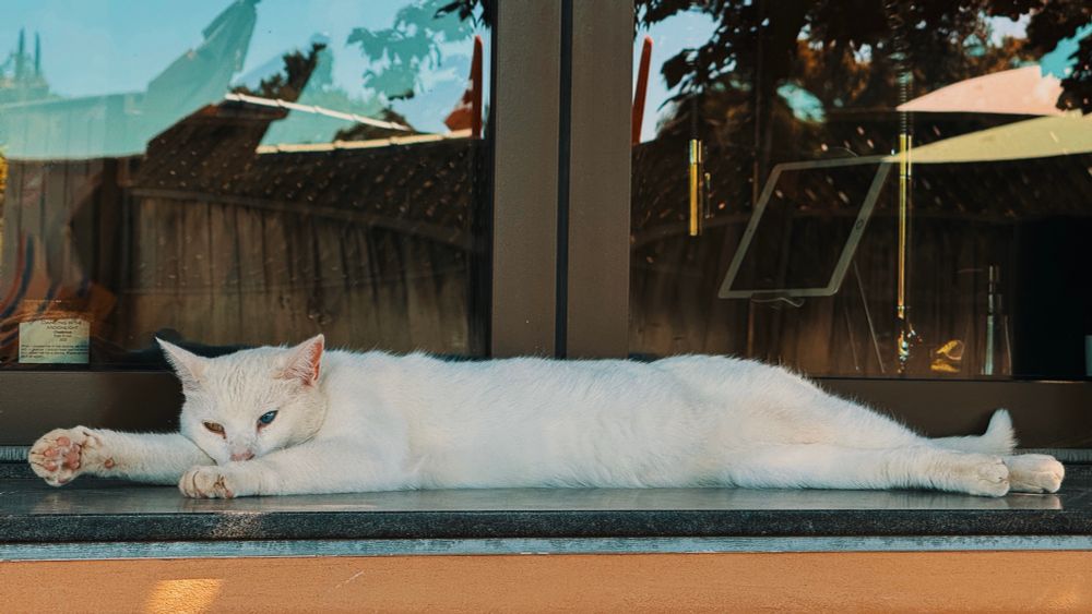 A white cat laying down by a window at a vineyard in central California.