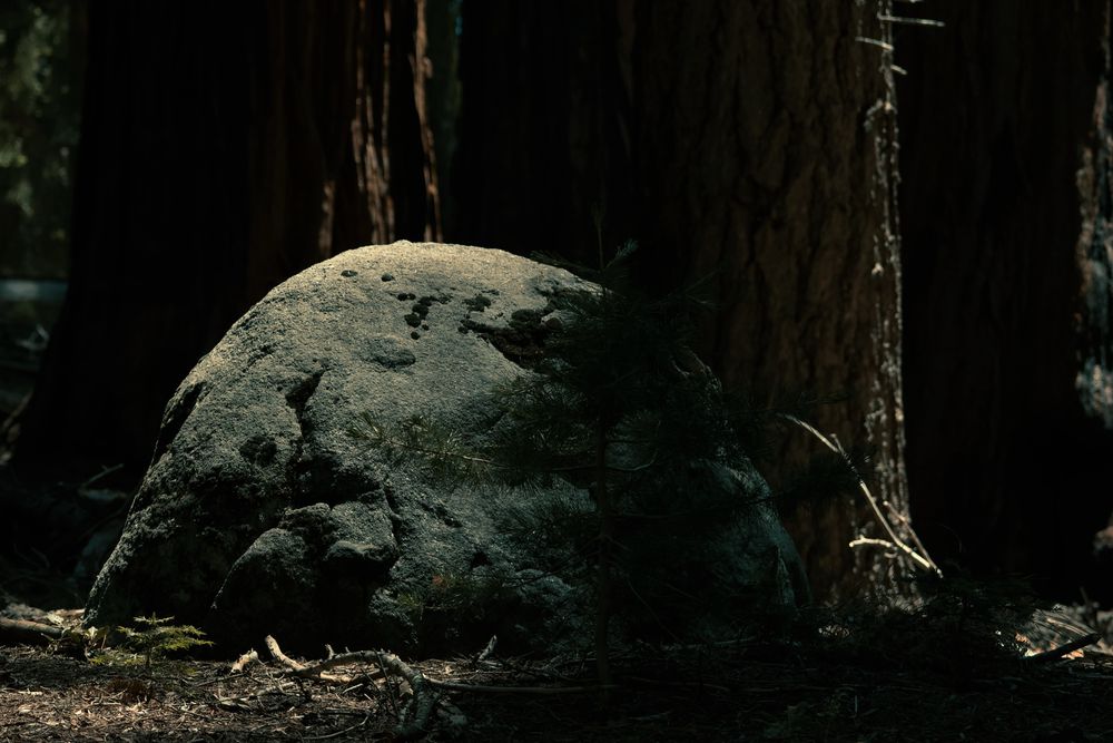 A large rock sits on the forest floor, partially lit by sunlight with tall trees in the background.