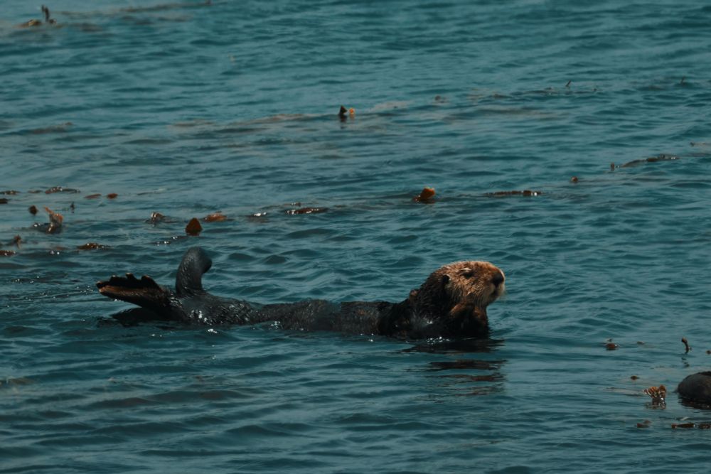 An otter swimming in the calm waters at Morro Bay.