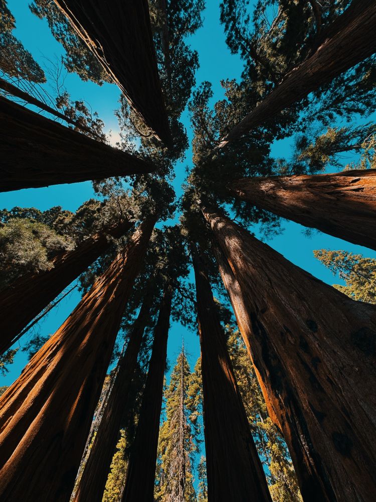 Tall sequoia trees are seen from below, reaching up toward a clear blue sky.