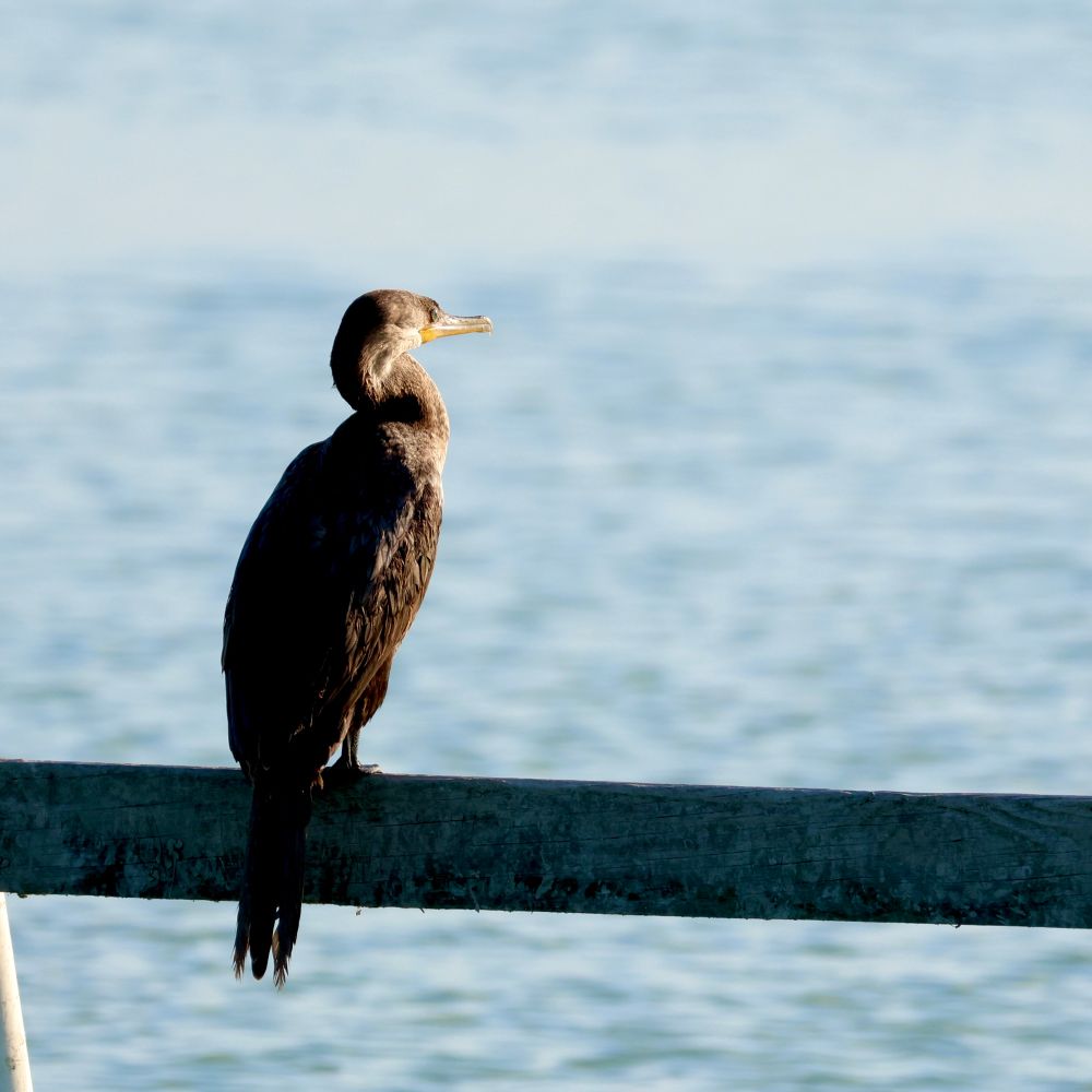 A cormorant perched on a wooden beam with water in the background.