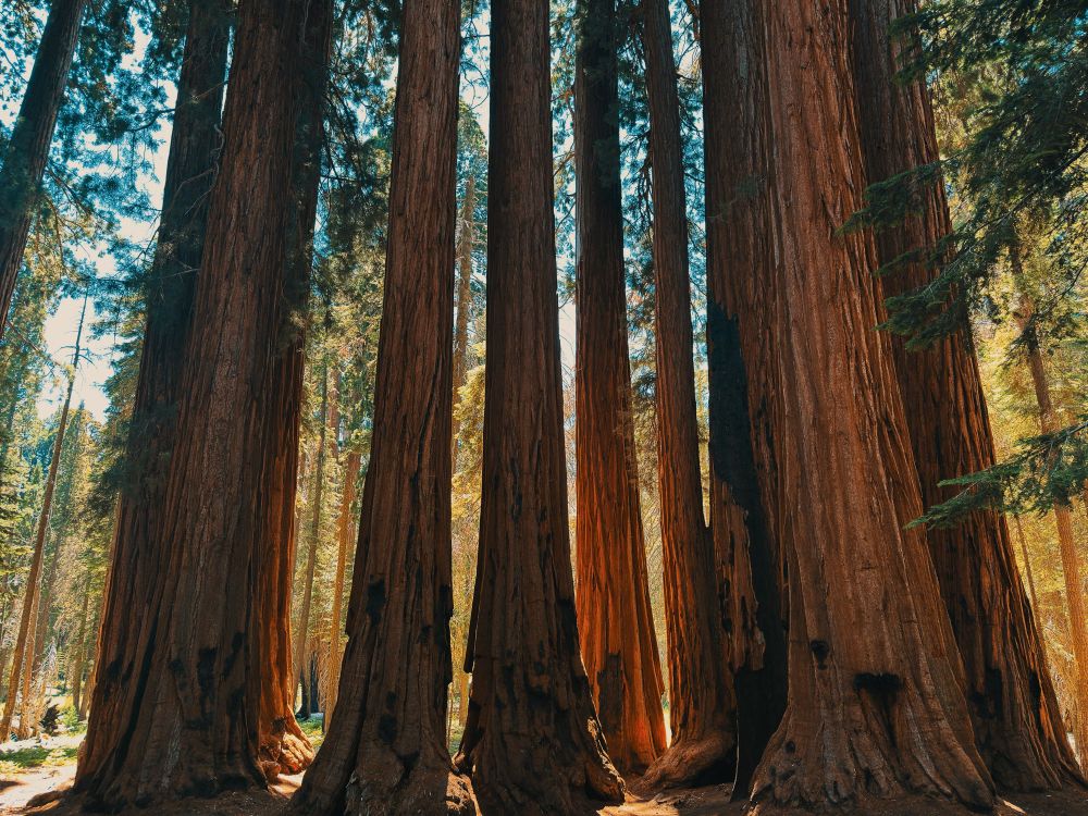 Several large sequoia trees in sequoia national park with the bases visible in frame and the tops extending beyond the top of the picture.
