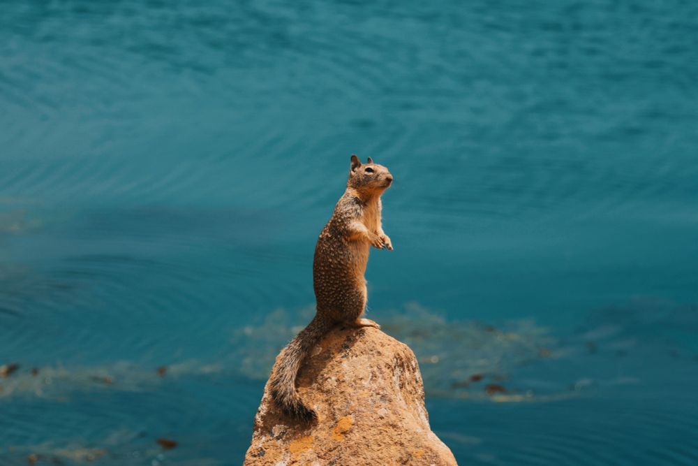 A California ground squirrel standing on a rock with the waters of morro bay in the background.