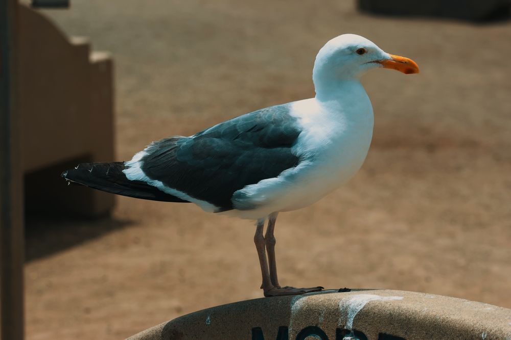 A western gull perched on a bench near morro bay.