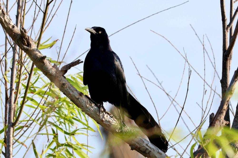A dark grackle standing on a branch with the sky in the background and blurred leaves in the foreground.
