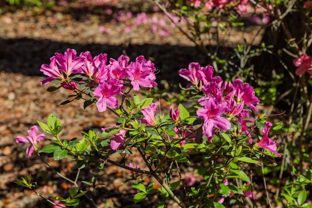 Spring azaleas in Florida