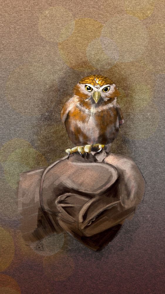 Illustration of a Pygmy Owl perched on a leather glove, staring at the viewer. Behind the bird is a paper texture and crosshatching. Predominant colors are brown and orange.