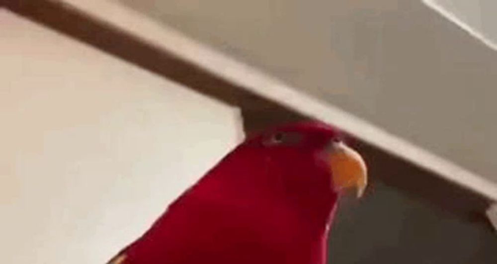 a close up of a red parrot with a yellow beak standing next to a wall .