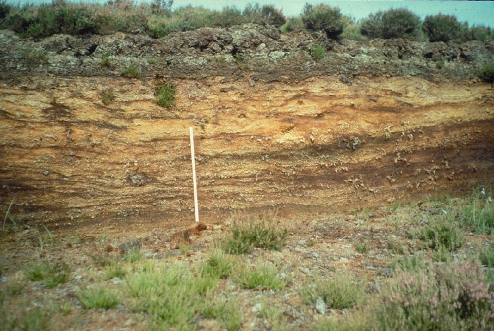 A soil profile view showing peat soil with layering, a scale of unknown length (maybe 2 m), and heathy vegetation.