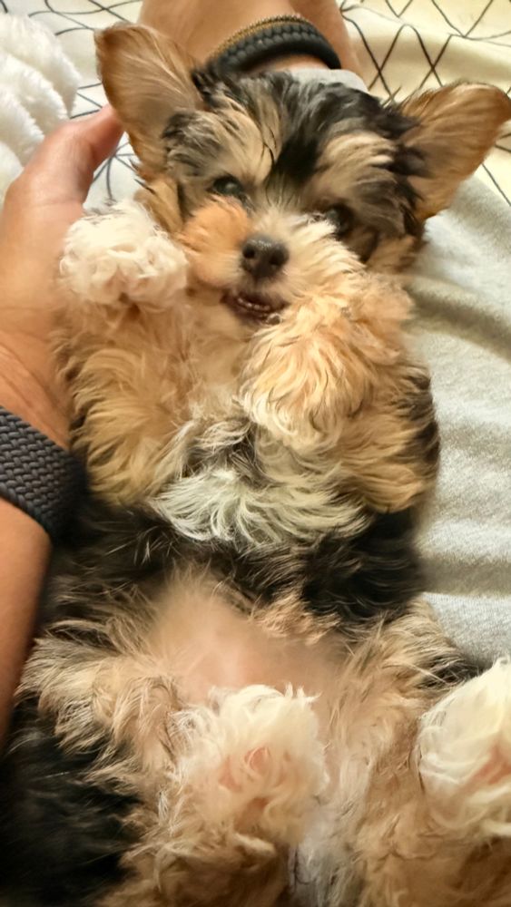 Puppy laying on someone’s lap looking into the camera 