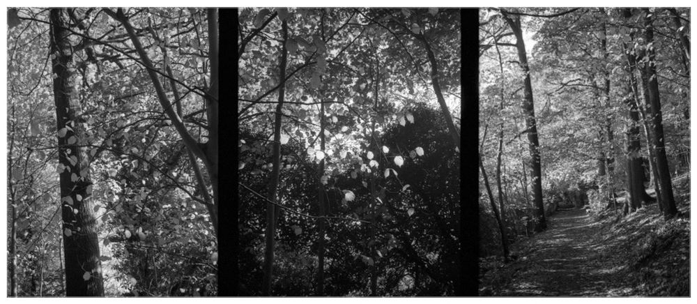 A black and white triptych photograph - the three images are visually linked showing an autumnal woodland landscape with trees and leaves dappled by October sunshine 