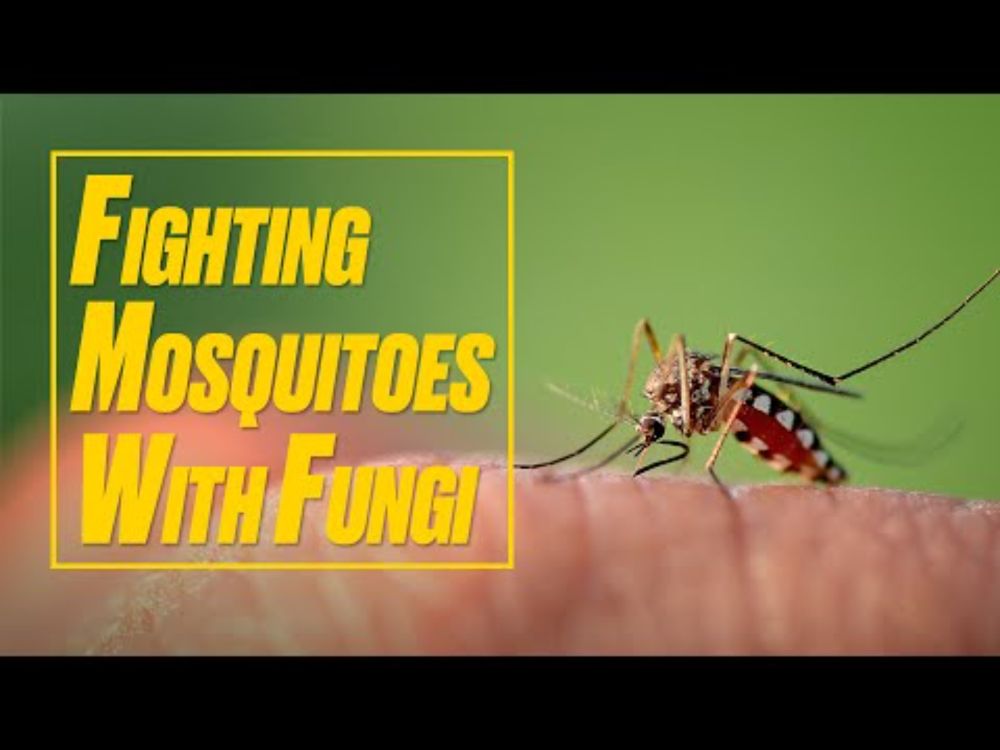 Fighting Mosquitoes with Fungi