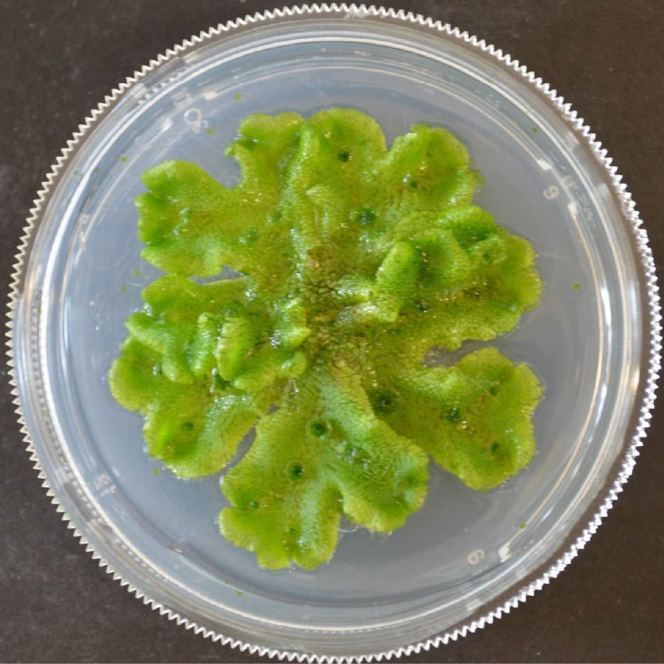 A close-up of the Marchantia thallus (primary structure). Image courtesy of Priyanka Bharadwaj.
