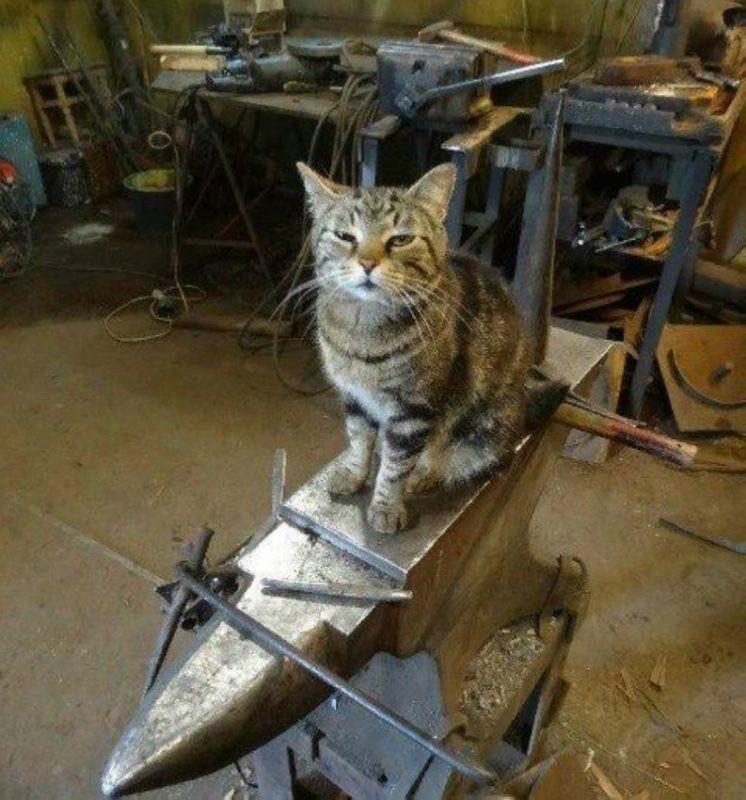 A cat sitting on an anvil in a blacksmithing studio