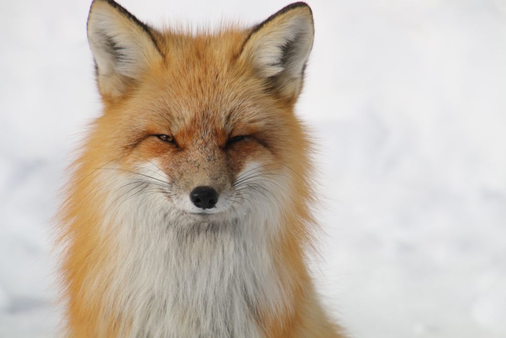 a red fox 