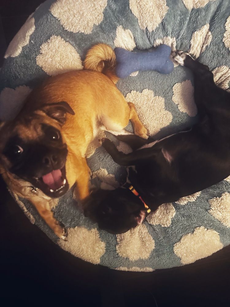 Chili the brown pug-chihuahua is smiling at the camera while Beans the black pug-chihuahua bites her foot