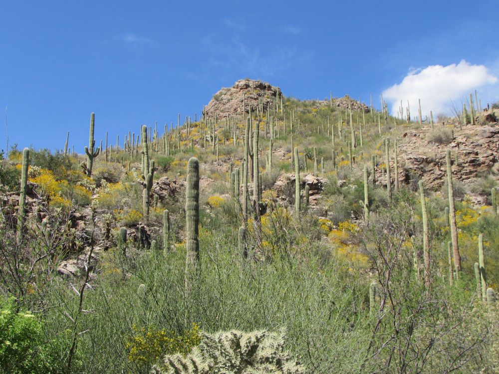 A hill in Arizona with bright blue sky, a cloud above.  The hill has a large number of cacti growing on the hillside.  The tallest are probably 10 feet.  There are also a number of small yellow and white flowering plants on the hillside.