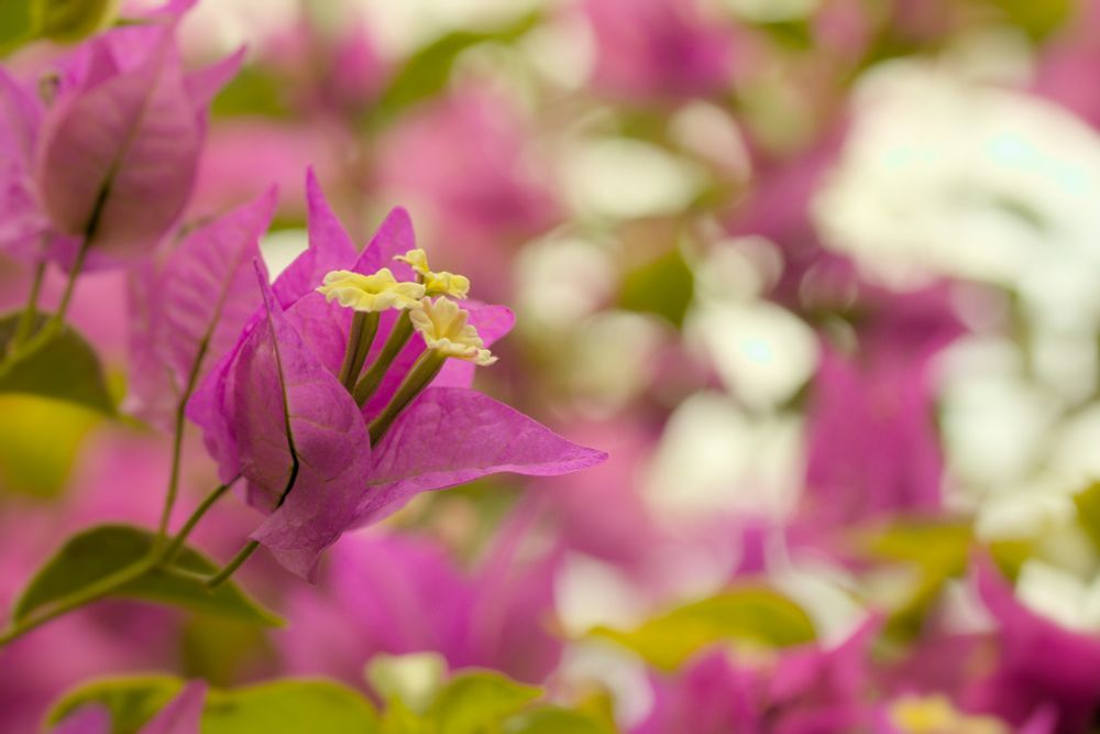 Magenta bougainvillea with small white flowers. More bougainvillea leaves and flowers are out of focus in the background.