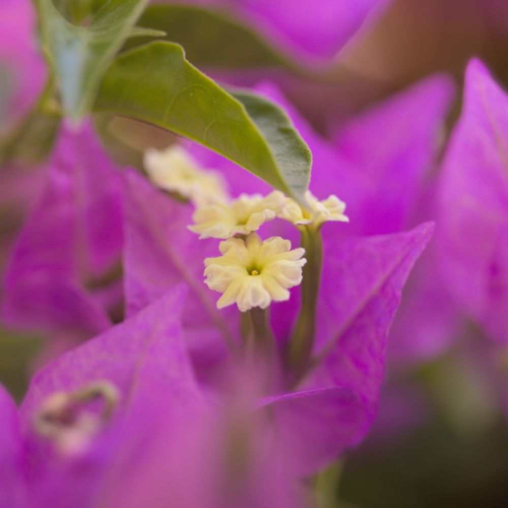 A close-up of a magenta bougainvillea, with its small white flowers hiding under a green leaf.