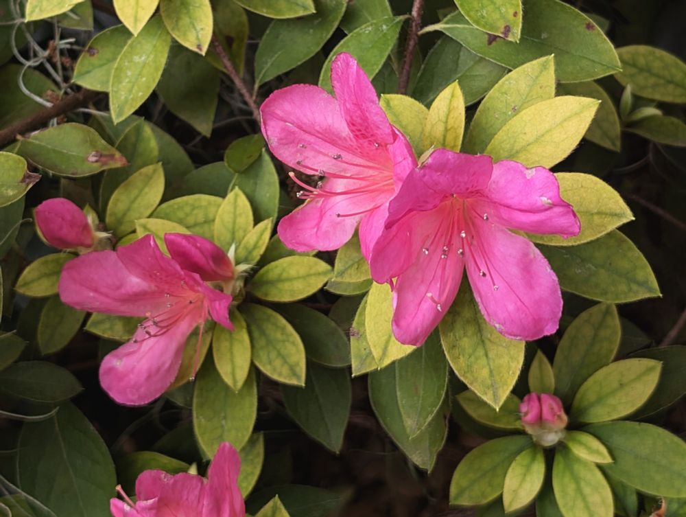 pink azaleas in all their Florida glory