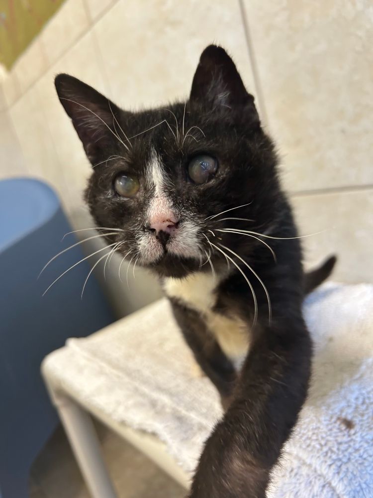 Black and white cat with cloudy eyes reaching out a paw to you.