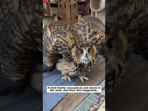 Rescue an owl #animals #wildliferescue #lovestory #wildlife #animalrescue #rescue#owl  #cute