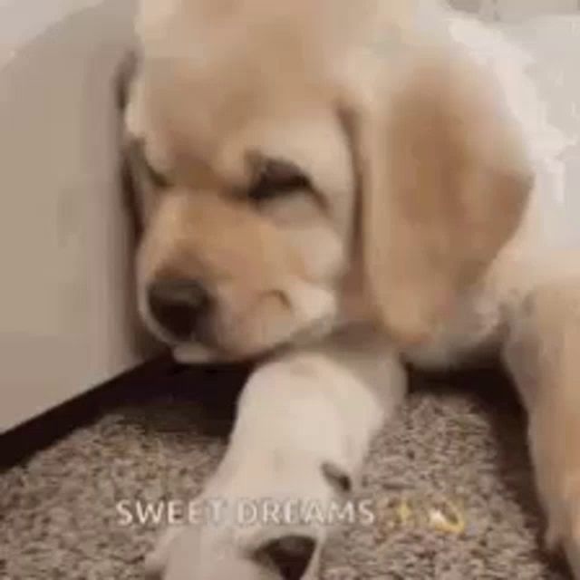 a puppy is laying on the floor next to a bed and looking at the camera .