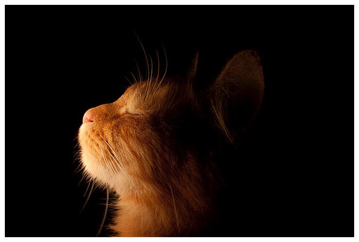 The side profile of a ginger cat, Simba, with his eyes closed, basking in the light given of by a lamp