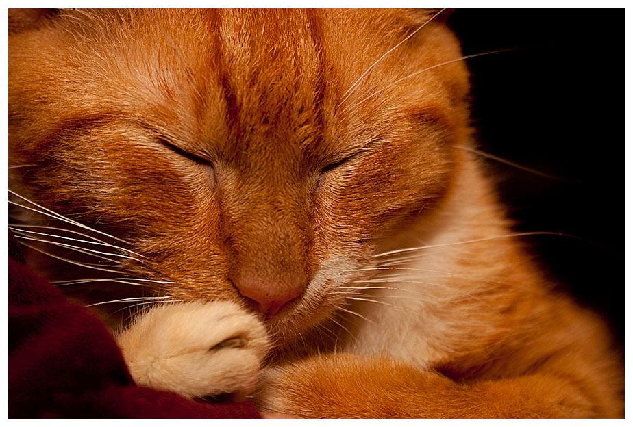 A ginger cat, Garfield, fast asleep on a red blanket, his white tipped paws curled up under his chin.