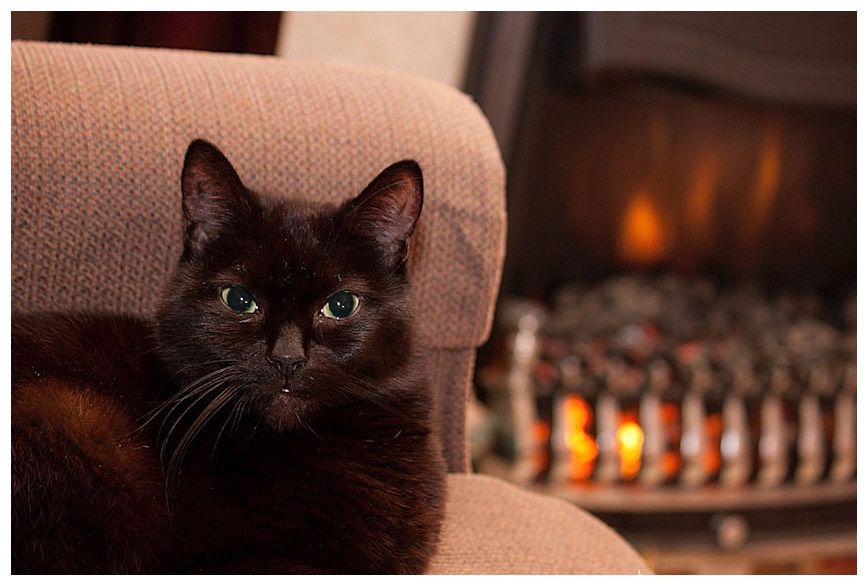 A black cat, Wazzcat (I was informed that he was actually originally named Angel as a kitten but his fur was often so, and I quote "wazzy", that he became known as Wazzcat), sitting on an armchair in front of an electric fire.