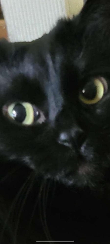 A fluffy black cat with yellow green eyes