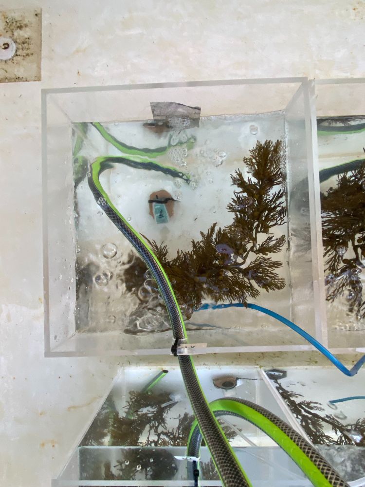 Tanks containing anemones growing on their host algae. 