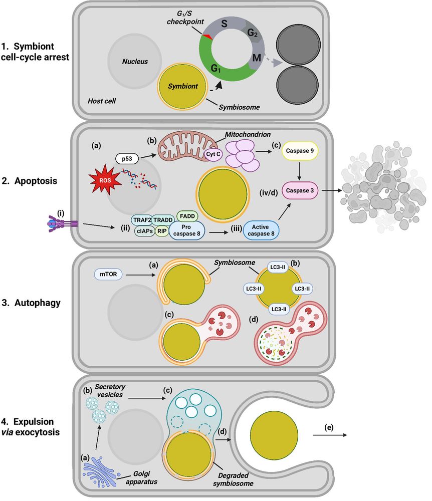 Primary mechanisms hypothesized to control the resident symbiont population in the cnidarian–dinoflagellate symbiosis.