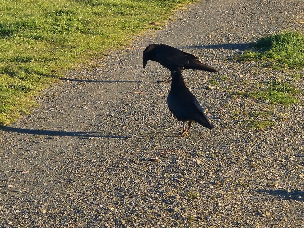 Two ravens on a gravel road