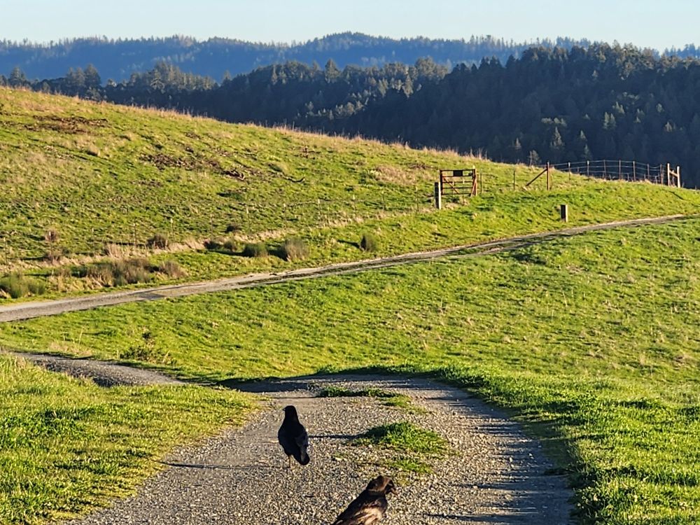 Two ravens on a road winding through green hills. Forest in the distance