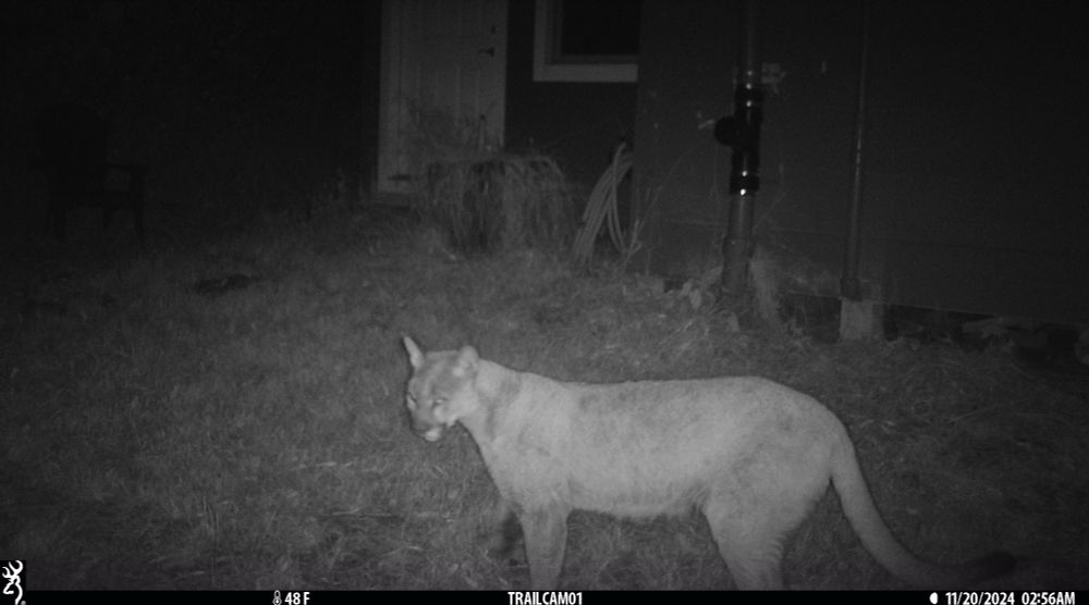 A night-time photo of a mountain lion, giving the trail camera side-eye.