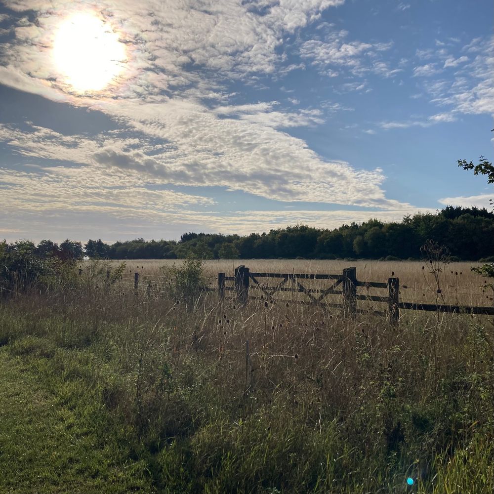 A hedge, wooden gate and golden grassland with trees behind, as the sun shines though light cloud at Kingfishers Bridge Nature Reserve 