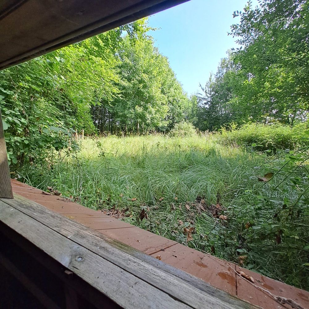 The view from Peacock Hide, showing a green clearing in deciduous woodland