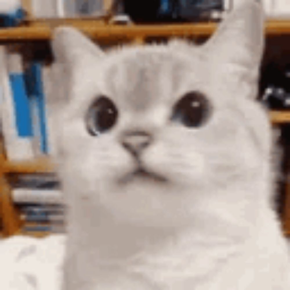 a white cat is sitting in front of a bookshelf looking at the camera .