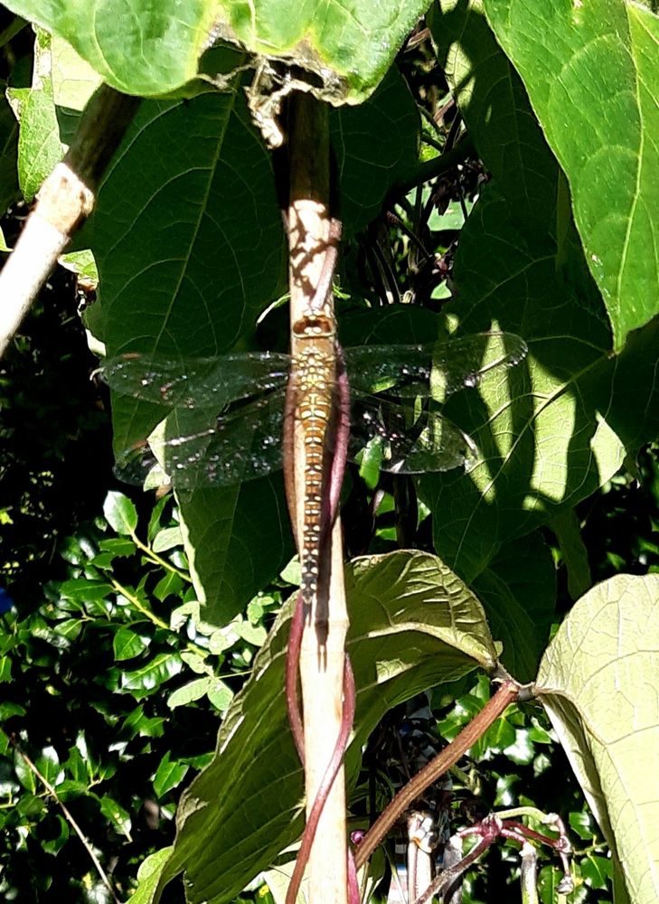 Photo of a female common hawker dragonfly resting on a bean pole in my garden in the North of England. It has a brown body with yellow-green markings and its delicate wings are outstretched, catching the light a little. Bean vines and leaves are in the background.