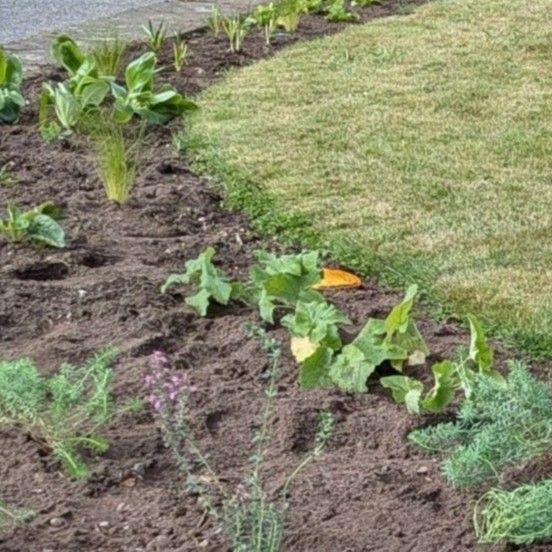 A soil bed with various small plants and greenery lines the edge of a neatly mowed grassy area. The soil is dark and appears freshly tilled, with a few leafy plants protruding. A few small flowering plants with purple blooms add subtle colour among the green foliage.