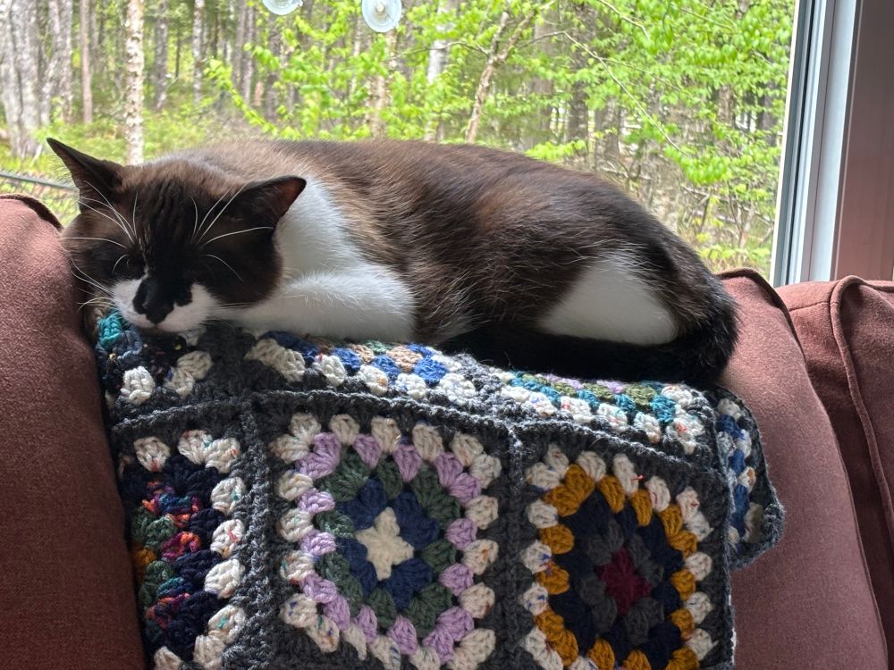 A brown and white Himalayan/Balinese cat laying on a granny square multi coloured crocheted blanket on the back of a couch. There’s a window behind the couch where you can see green trees