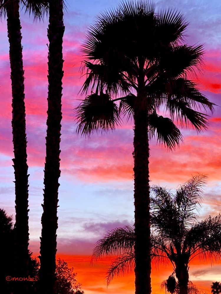Bright pink and orange clouds against a light blue sky with palm trees in black against the colors. Copyright Montei in the bottom left corner in reddish orange. 