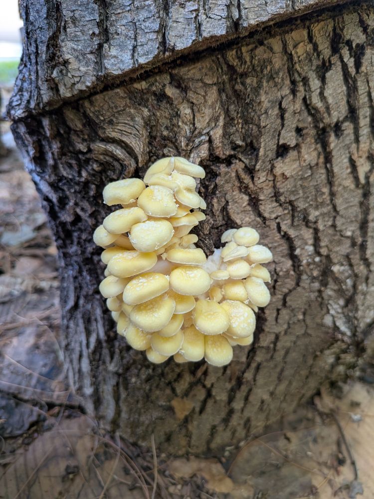 Golden Oyster mushrooms 