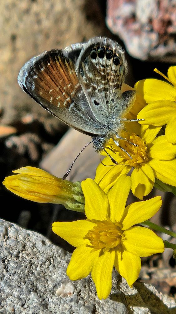 A small butterfly with black, white, brown, and blue coloration on its wings. It is perched on a small yellow flower that's sprouting up from landscaping rocks.