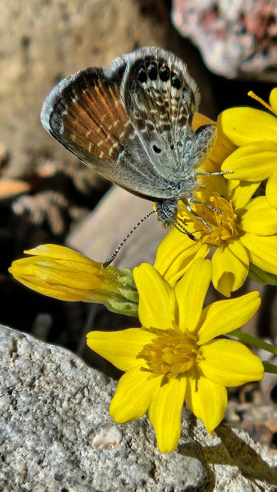 A small butterfly with black, white, brown, and blue coloration on its wings. It is perched on a small yellow flower that's sprouting up from landscaping rocks.